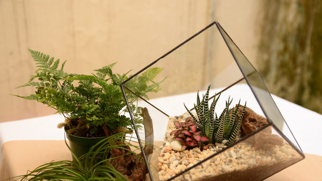 Un terrarium, à la fois cadeau et élément décoratif d’intérieur