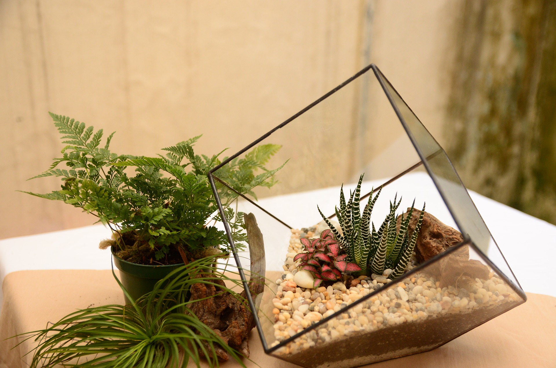 Un terrarium, à la fois cadeau et élément décoratif d’intérieur